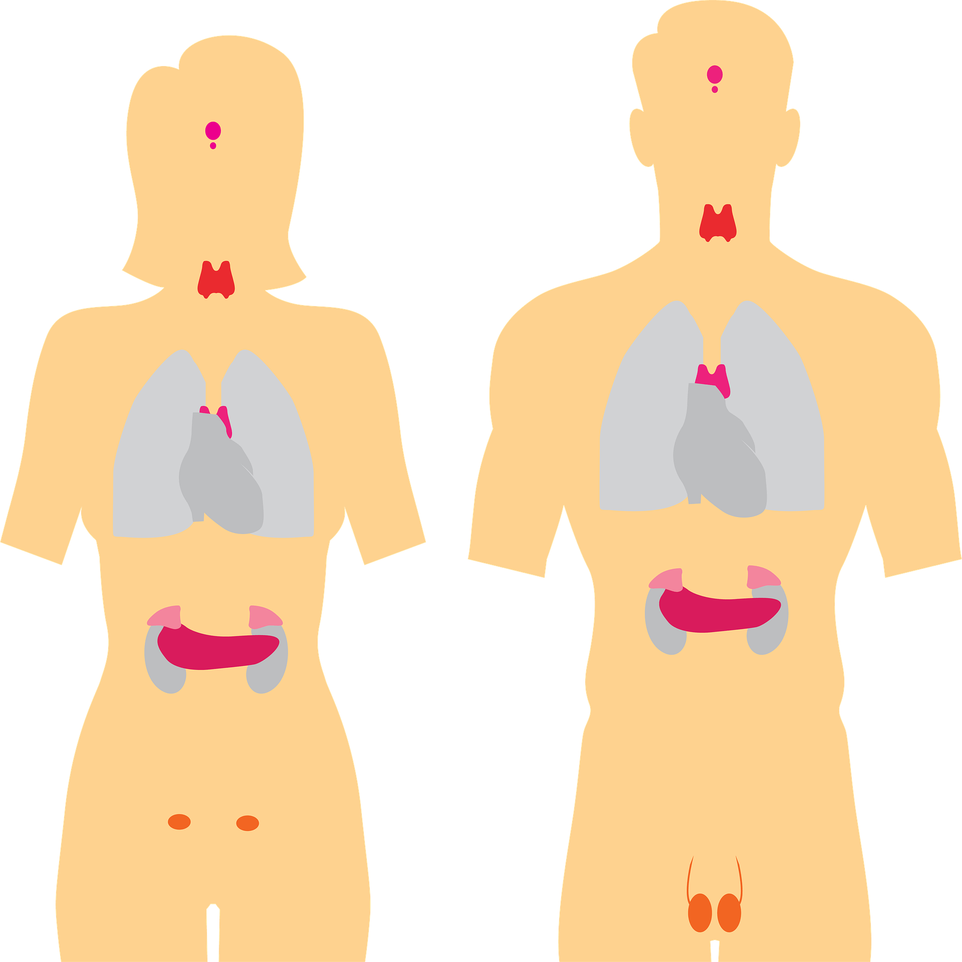 Weight Losing Tricks endocrine